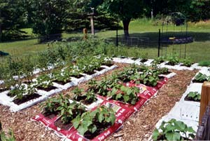 
No-dig garden beds aren’t new to Mary Blanchard. Her garden has grown to 120+ bags since she started seven years ago.

